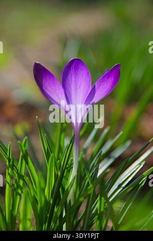 Elegante violette Krokusblüte, die hoch in einem Frühlingsgarten steht. Weicher Bokeh-Hintergrund mit lebendigem Tageslicht Stockfoto