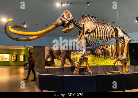 Kolumbianisches Mammut, Mammuthus Columbi, Fossil im La Brea Tar Pits George C. Page Museum in Los Angeles, Kalifornien Stockfoto