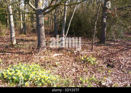 Zeitigen Frühjahr Narzissen Stockfoto