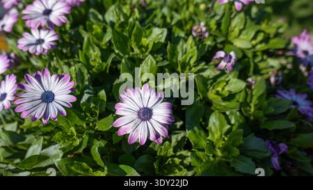 Eine Gruppe wunderschöner weißer und lila afrikanischer Gänseblümchen (Osteospermum) blühen an einem hellen sonnigen Tag lebhaft zwischen üppig grünen Gartenblättern. Stockfoto
