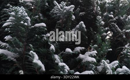 Vollformatansicht von dunkelgrünen immergrünen Zweigen, die stark mit klarem weißem Schnee bedeckt sind, und die ruhige Schönheit und natürliche Textur des Winters einfangen. Stockfoto