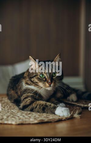 Eine Tabbykatze liegt auf dem Tisch und schaut neugierig in die Kamera. Das Katzengesicht ist deutlich sichtbar. Es hat drei Farben. Stockfoto