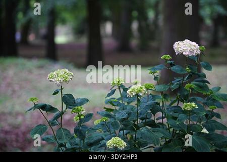 Ein Hortensie-Sträucher mit Blütenständen, die ihre Farbe von grünlich zu weiß ändern. Hochwertige Fotos Stockfoto