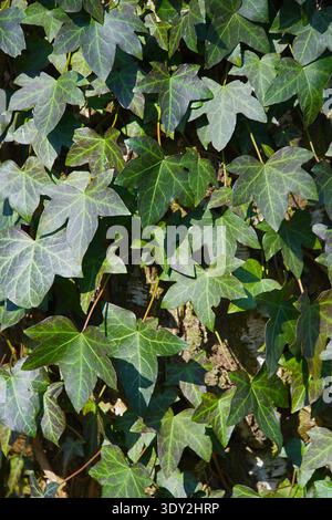 Ein Nahaufnahme des natürlichen Hintergrunds von gemeinem Efeu. Hochwertige Fotos Stockfoto