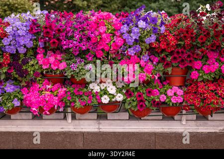Farbenfrohe Blütenpracht in roten Töpfen für eine lebendige Blumendekoration Stockfoto