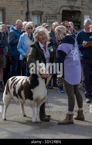 1 Jacob-Schafe, die bewertet werden, stehen mit einer Farmerin (Fleckvlies, Nutztiere, Schaf oder Widder, Menge) - Masham Sheep Fair, North Yorkshire, England, Großbritannien. Stockfoto