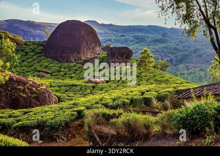 Teeplantagen in Munnar, Kerala, Indien. Atemberaubende Aussicht auf grüne Hügel mit blauem Himmel. Südindien, Asien Stockfoto