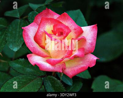 Lebendige „Double Delight“-Hybridtee-Rose in voller Blüte mit cremefarbenen Zentren und kirschroten Blütenblatträndern im Garten. Stockfoto
