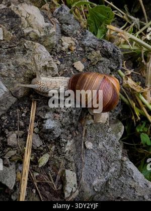 Schnecken krabbeln auf felsigem Boden, umgeben von Grün in einem natürlichen Lebensraum bei Tageslicht Stockfoto