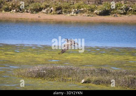 Junger Weißkopfseeadler (Haliaeetus leucocephalus), der tief über Küstenmooren auf der Jagd nach Beute fliegt. Stockfoto