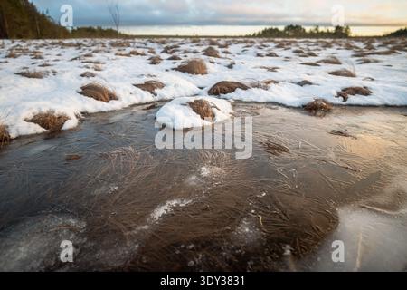 Frühe Frühlingssaison im wilden Sumpf, große Feuchtgebiete mit trockenem Gras bedeckt mit gefrorenem Wasser und Schnee. Stockfoto