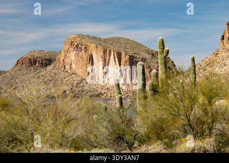 Canyon Lake, AZ, USA – Satchin Cliff mit Saguaro-Kakteen im Vordergrund Stockfoto