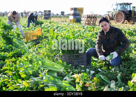 Frau, die Sellerie auf dem Gemüsefeld erntet Stockfoto