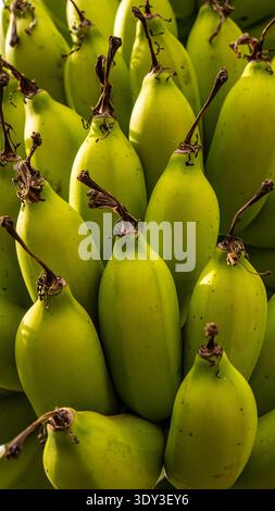 Nahaufnahme eines Bananenbananen, der an einer Pflanze hängt und die Textur und leuchtende gelbe Farbe der Frucht zeigt. Foto am 10. Januar 2026. Stockfoto