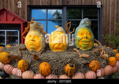 Kreativ geschnitzte Kürbisse mit menschlichen Gesichtern auf Heuballen-Dekoration, Herbsterntekunst-Installation und saisonales halloween-Festival-Konzept Stockfoto