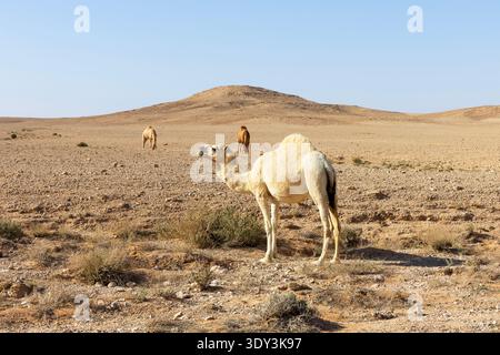 Dromedare (ein-Buckel-Kamele) in der Wüste am Rand der Welt in Saudi-Arabien Stockfoto