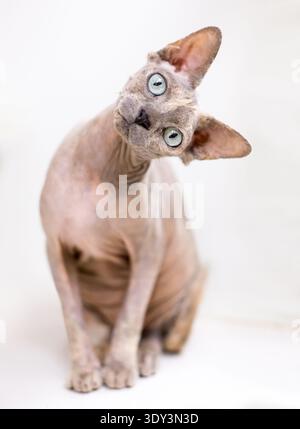 Eine haarlose Sphynx-Katze, die mit einem Kopf geneigt und mit weiten Augen in die Kamera schaut Stockfoto