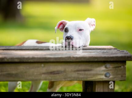 Ein weißer Pit Bull Terrier Mischhund, der seinen Kopf auf einer Bank mit gelangweiltem Ausdruck ruht Stockfoto