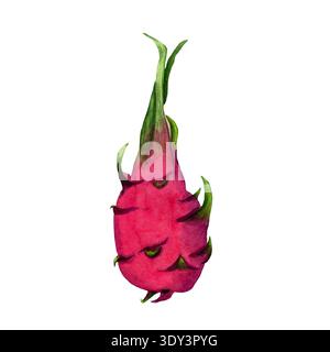 Drachenfrucht (pitaya) isoliert auf weißem Hintergrund, handgemalte Aquarell tropische Frucht Illustration. Exotisches pinkfarbenes Pitahaya mit grünen Schuppen, frisch Stockfoto