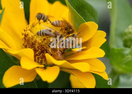 Honigbienen (APIs mellifera) Arbeiter sammeln Nektar von gelben Zinnienblüten am Ende des Sommergartens. Stockfoto