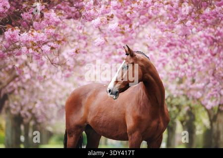 Porträt eines Sportpferdes in der Bucht vor dem Hintergrund blühender Sakura-Bäume im rosa Licht Stockfoto