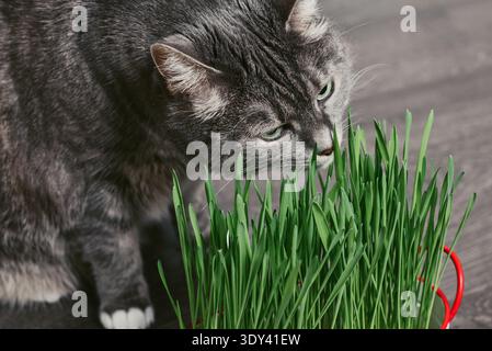 Nahaufnahme einer süßen Hauskatze, die Katzengras aus einem Topf auf einem Boden in einem Zimmer kaut. Konzept von Tiergesundheit und Glück. Stockfoto
