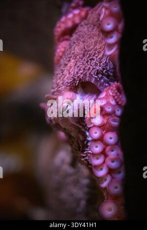 Wildtiere und Fische im Aquarium of the Pacific in Long Beach, Kalifornien Stockfoto