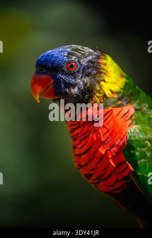 Der Rainbow Lorikeet ist ein unglaublich farbenfroher Papagei. Stockfoto