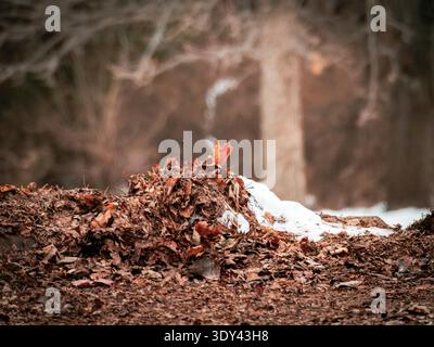 Haufen getrockneter Herbstblätter mit schmelzendem Schnee in einem Wald, symbolisiert den Übergang vom Winter zum Frühling Stockfoto