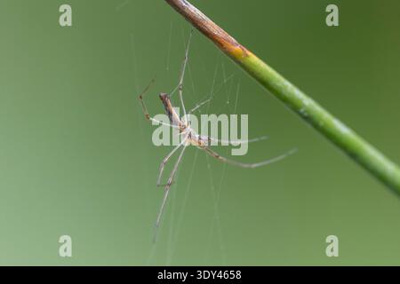 Langbacke-Kugelwebspinne im Web Stockfoto