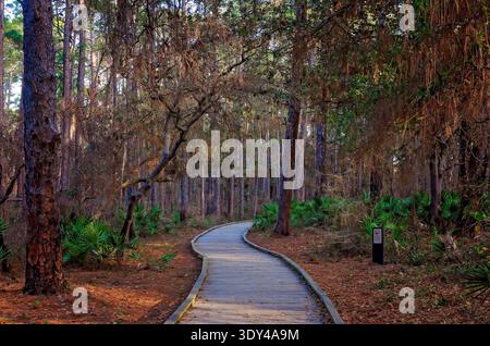 Dauphin Island, Alabama, USA – 4. März 2026: Ein hölzerner Steg schlängelt sich durch das Audubon Bird Sanctuary in Dauphin Island, Alabama. Stockfoto