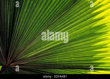 INDONESIEN 1993: Palmblatt-Detail Stockfoto