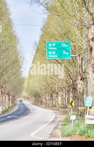 Damyangs Metasequoia Road bietet einen atemberaubenden Spaziergang. Hohe, majestätische Bäume bilden ein friedliches, üppiges, grünes Baldachin, das perfekt für eine heilende Reise ist. Stockfoto