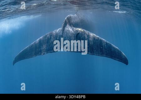 Zwergwal, Balaenoptera musculus brevicauda, Mirissa, Sri Lanka, Indischer Ozean Stockfoto