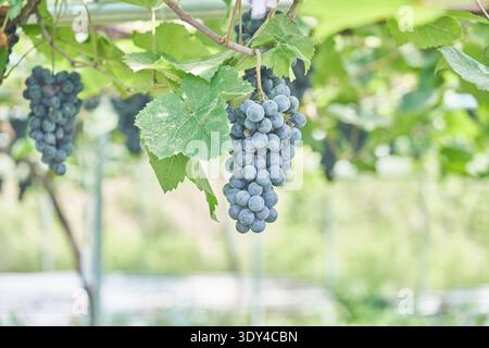 Bio Shine Muscat und Meoru Trauben Reifen auf Reben in einem hellen Gochang Gewächshaus. Nahaufnahmen von frischen Sommerfrüchten, bereit für die Ernte. Stockfoto