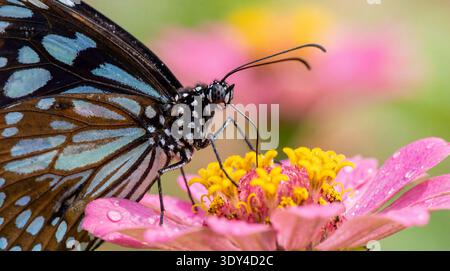 Ein auffälliges Nahaufnahme-Foto zeigt einen blauen TigerSchmetterling im Profil, der tief in die Fütterung aus dem zentralen Teil einer rosa Zinnienblüte verwickelt ist. Th Stockfoto