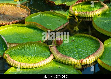 Die Blätter und Blütenknospen der Victoria cruziana (Santa Cruz Seerose), die in einem Gartenteich schwimmen. Guangzhou, China. Stockfoto