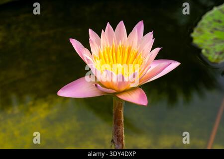 Nymphaea’Orange’ Wasserlilienblüte. Thailand Stockfoto