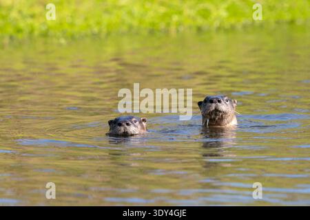Das Paarungsverhalten nordamerikanischer Flussotter (Lontra canadensis), die in einem Teich in Galveston (Texas) schwimmen. Stockfoto