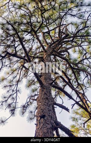Eine langblättrige Kiefer (Pinus palustris) ist von unten am 4. März 2026 auf Dauphin Island, Alabama, abgebildet. Stockfoto