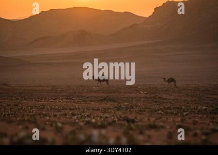 Zwei Kamele, die bei Sonnenuntergang durch den Wadi Rum laufen, mit zarten Wüstenblumen, die im Vordergrundsand vor einem flachen Berghorizont blühen. Stockfoto