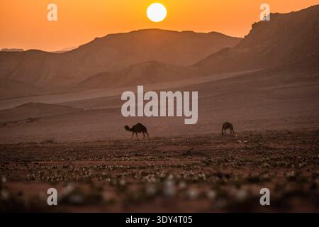 Zwei Kamele, die bei Sonnenuntergang durch den Wadi Rum laufen, mit zarten Wüstenblumen, die im Vordergrundsand vor einem flachen Berghorizont blühen. Stockfoto