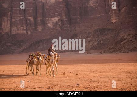 Porträt eines Beduinenführers, der bei Sonnenaufgang in Jordanien eine Reihe von Kamelen durch die Wüste Wadi Rum führt Stockfoto