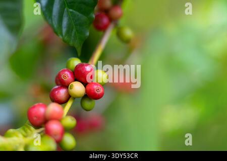 Nahaufnahme roter reifer Samen Robusta arabica Beeren Ernte für den Kaffeegarten. Frische Kaffeebohnen, grüner Blattstrauch Stockfoto