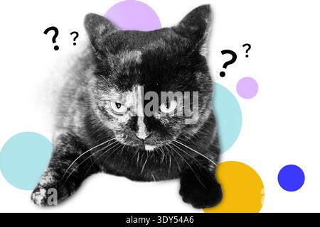 Halbtoncollage mit Katzengesichtern. Art Collage Digital Pop Moderne Kunst Stockfoto