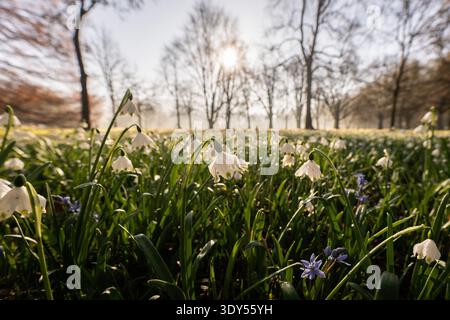 Frühlingsknotenblumen, auch großes Schneeglöckchen (Galanthus nivalis) genannt, bei Sonnenschein an einem frühlingshaften Morgen in Salzburg, Österreich am 05.03.2026. // Frühlingsschneeflocken, auch bekannt als gewöhnliche Schneeglöckchen (Galanthus nivalis), bei Sonnenschein an einem Frühlingsmorgen, Salzburg, Österreich am 5. März 2026. - 20260305 PD4410 Credit: APA-PictureDesk/Alamy Live News Stockfoto