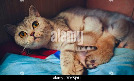 Mutterkatze, die Kätzchen stillt, die auf einer Decke liegen Stockfoto
