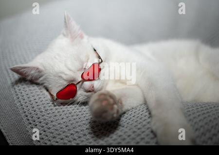 Ein wunderschönes weißes Kätzchen mit modischer Sonnenbrille in roter Herzform schläft so bequem und wartet auf den Valentinstag. Stockfoto
