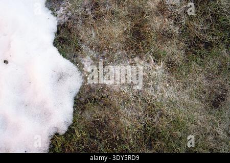 Schneeschimmelschicht, die im Spätwinter bei schmelzendem Schnee das Hausgras bedeckt. Pilzwachstum, oben. Stockfoto