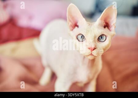 Sphynx Devon Rex Katze Nahaufnahme. Porträt eines Haustiers. Die Katze spielt mit dem Besitzer zu Hause auf dem Bett. Schöne blaue Katzenaugen. Exotische Katzenrasse. Tier mit kurzen Haaren. Stockfoto